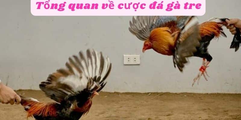 Tổng quan về cược đá gà tre