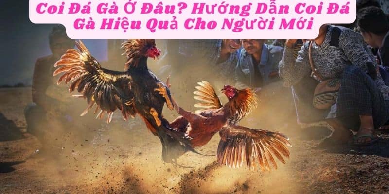 Coi Đá Gà Ở Đâu? Hướng Dẫn Coi Đá Gà Hiệu Quả Cho Người Mới