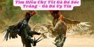 Tìm Hiểu Chợ Tốt Gà Đá Sóc Trăng - Gà Đá Uy Tín