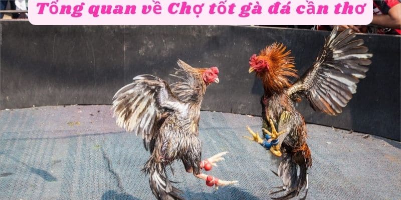 Tổng quan về chợ tốt gà đá cần thơ