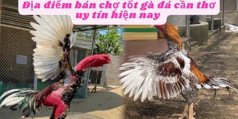 Địa điểm bán chợ tốt gà đá cần thơ hiện nay