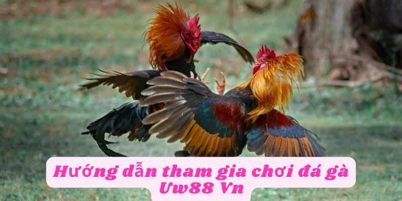 Hướng dẫn tham gia chơi đá gà Uw88 Vn