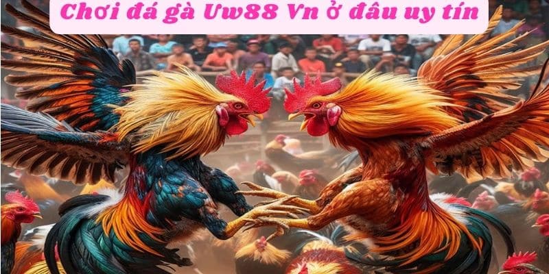 Chơi đá gà Uw88 Vn ở đâu uy tín